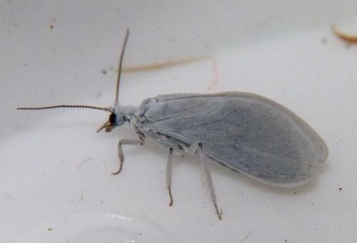 Réf. 246 769 : Aleuropteryx sp.